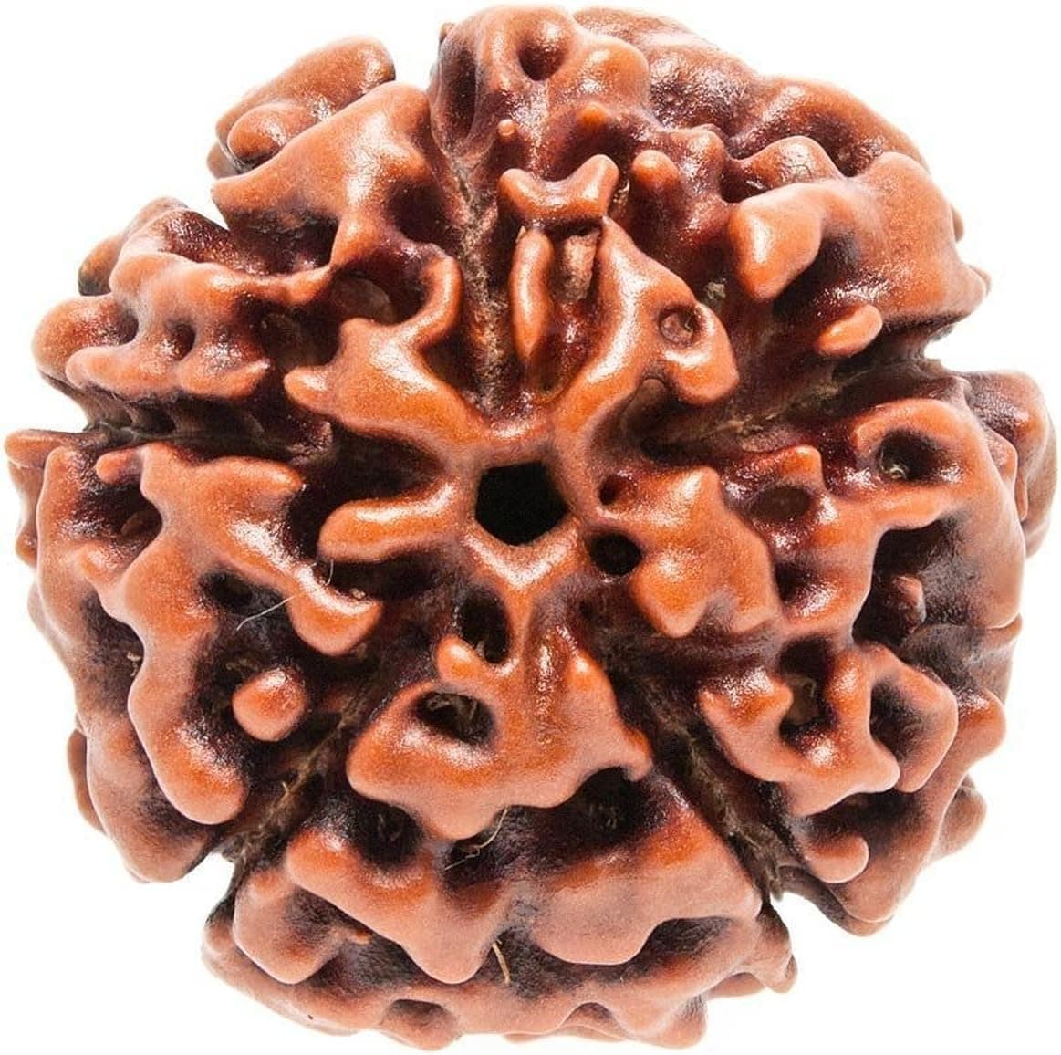 Rudraksha